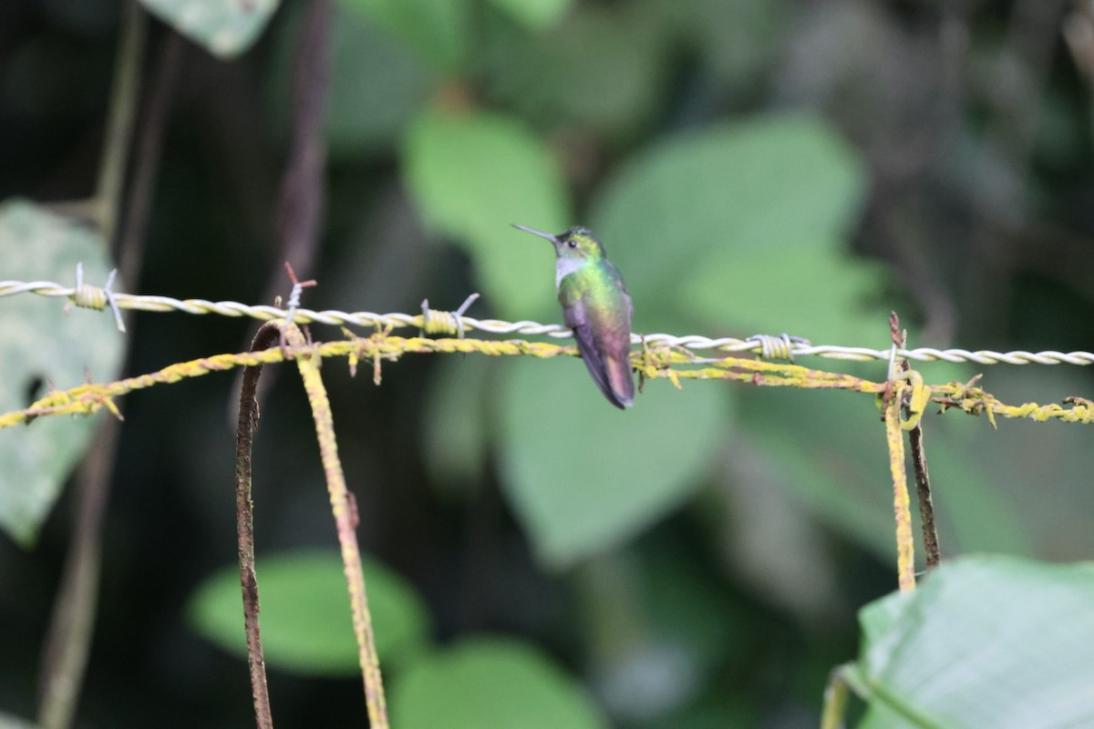 エメラルドハチドリ - ML644425266