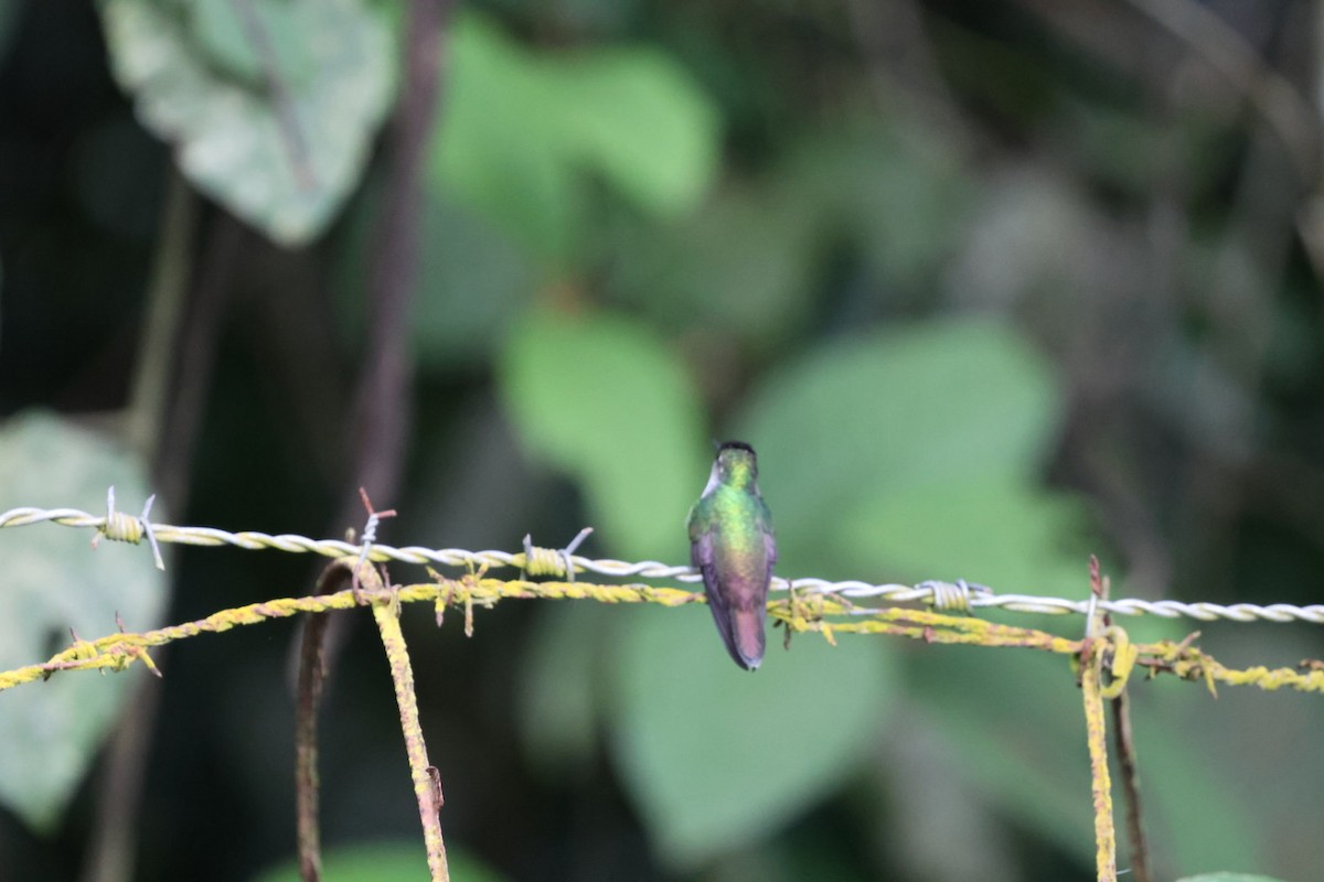 エメラルドハチドリ - ML644425267