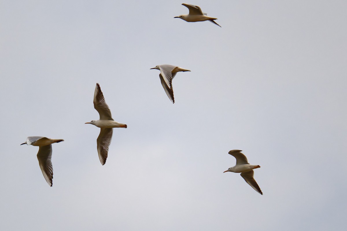 Slender-billed Gull - ML644425288