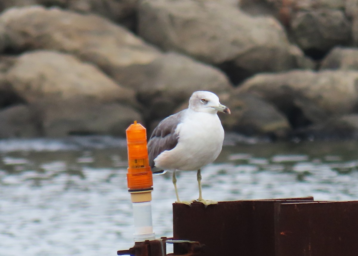 japanmåke - ML644425291