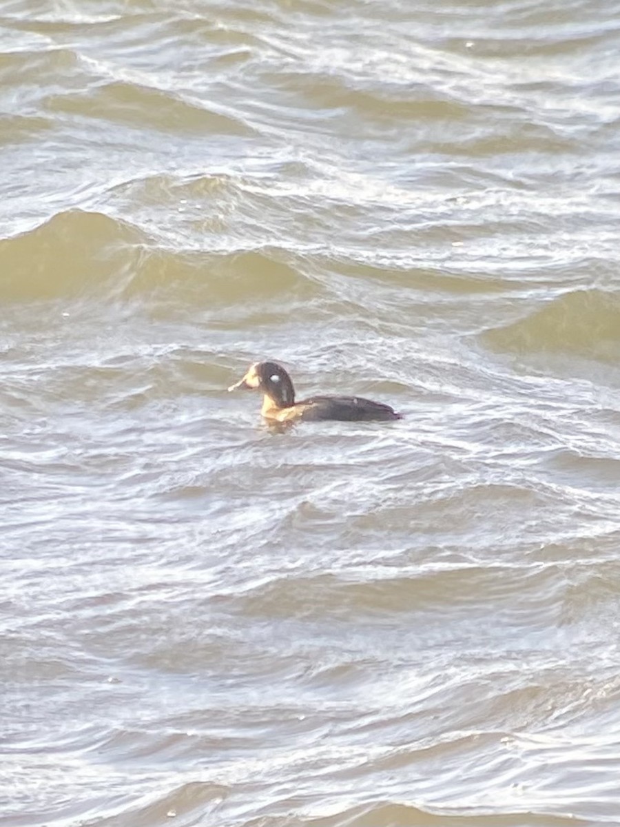 Harlequin Duck - ML644425322