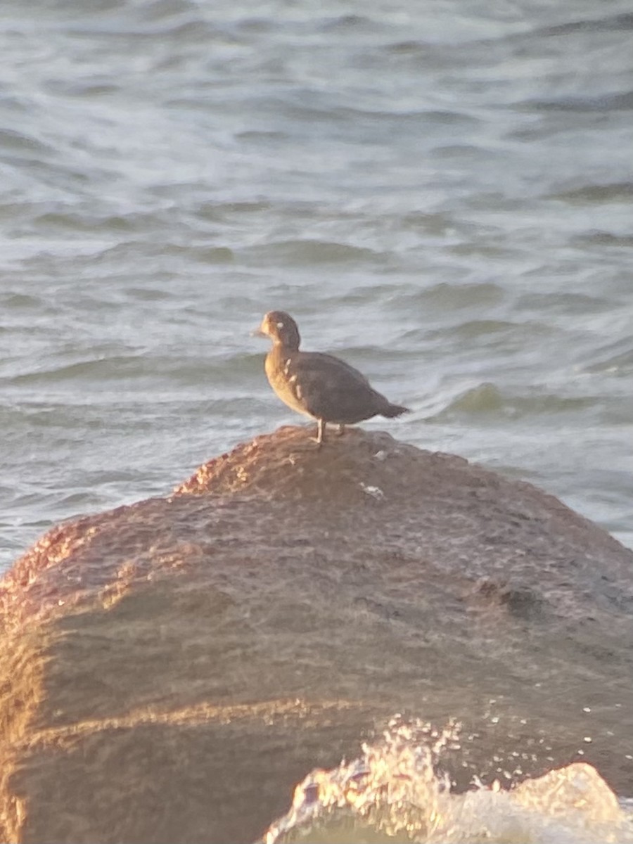 Harlequin Duck - ML644425323