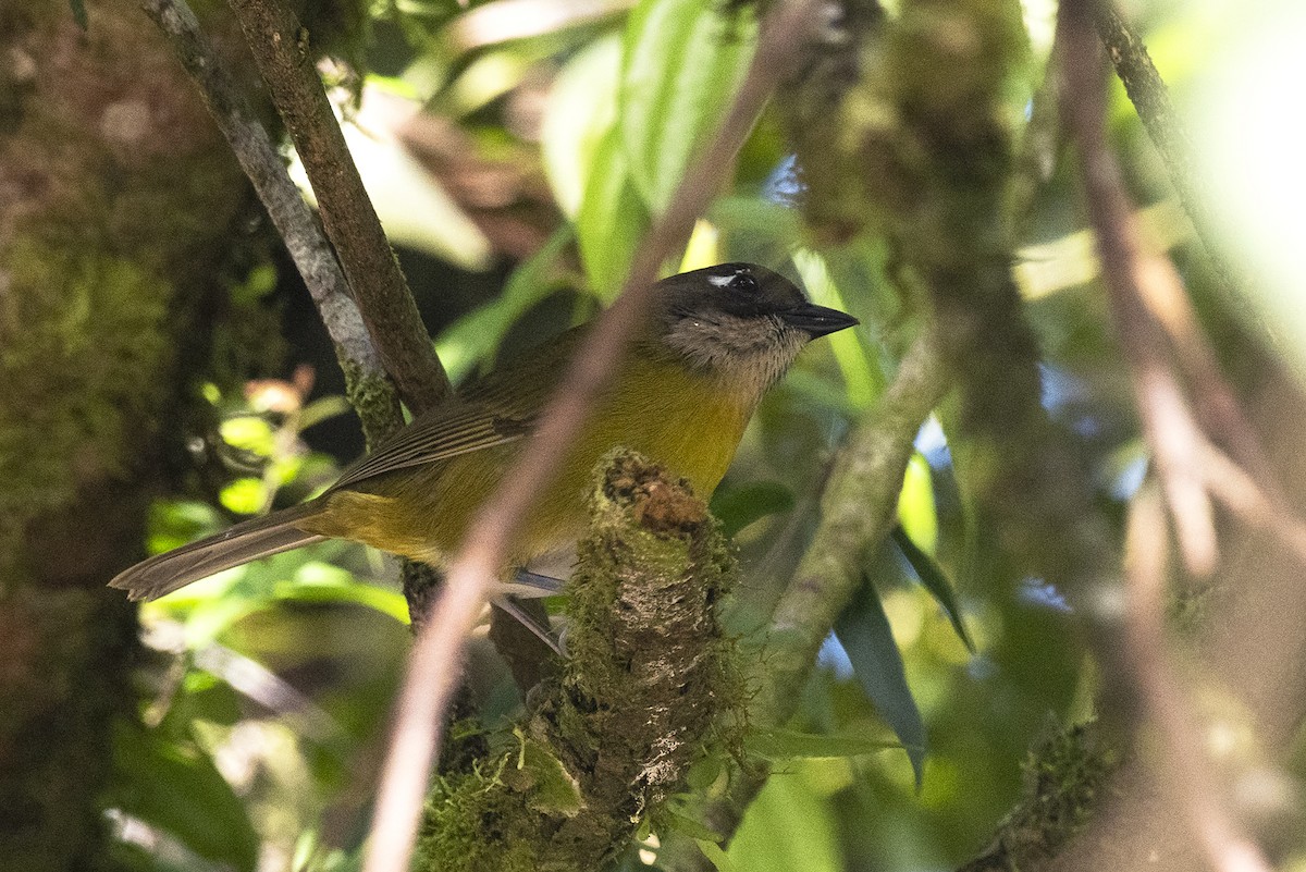 Common Chlorospingus - ML644425324