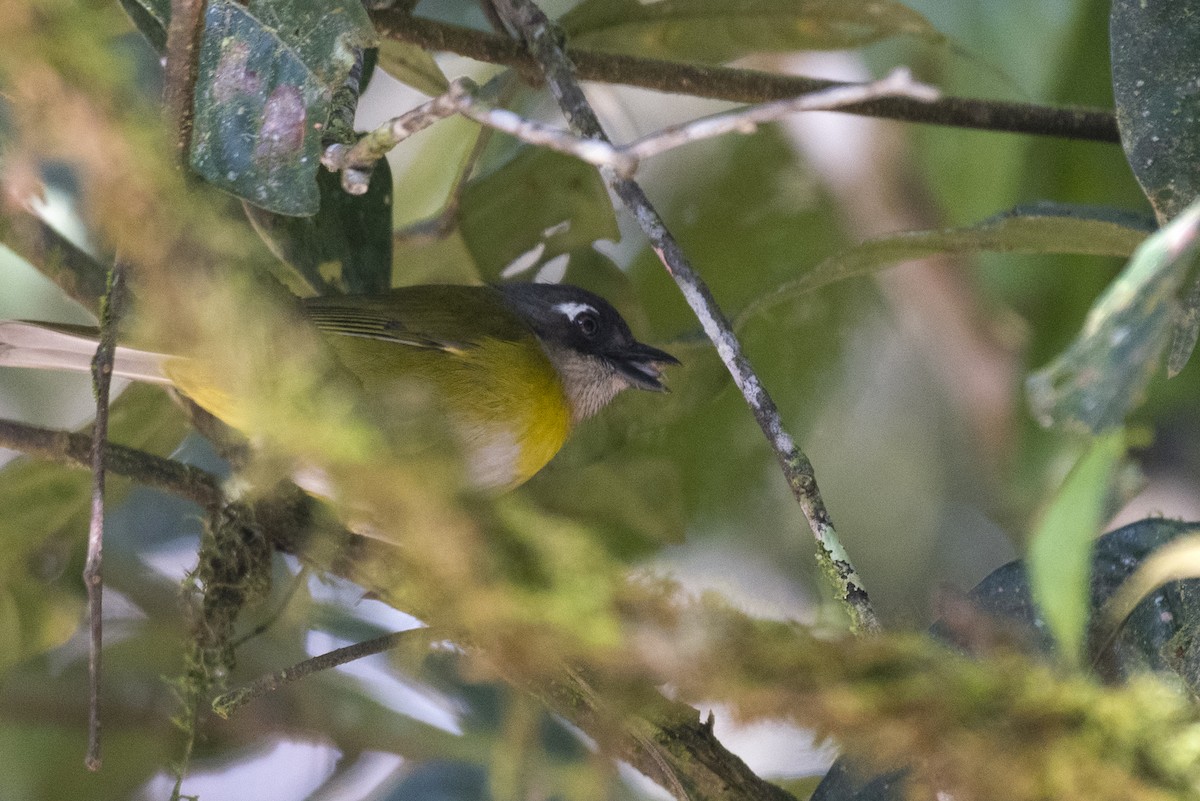 Common Chlorospingus - ML644425325