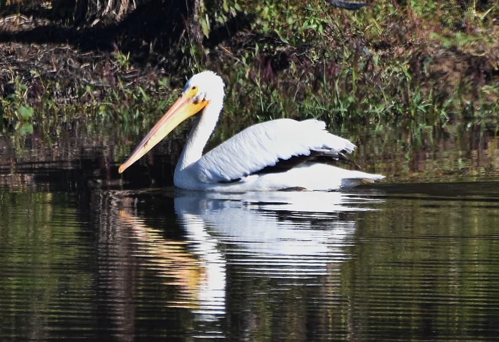 שקנאי אמריקני - ML644425337
