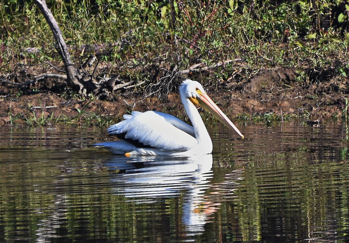 שקנאי אמריקני - ML644425338