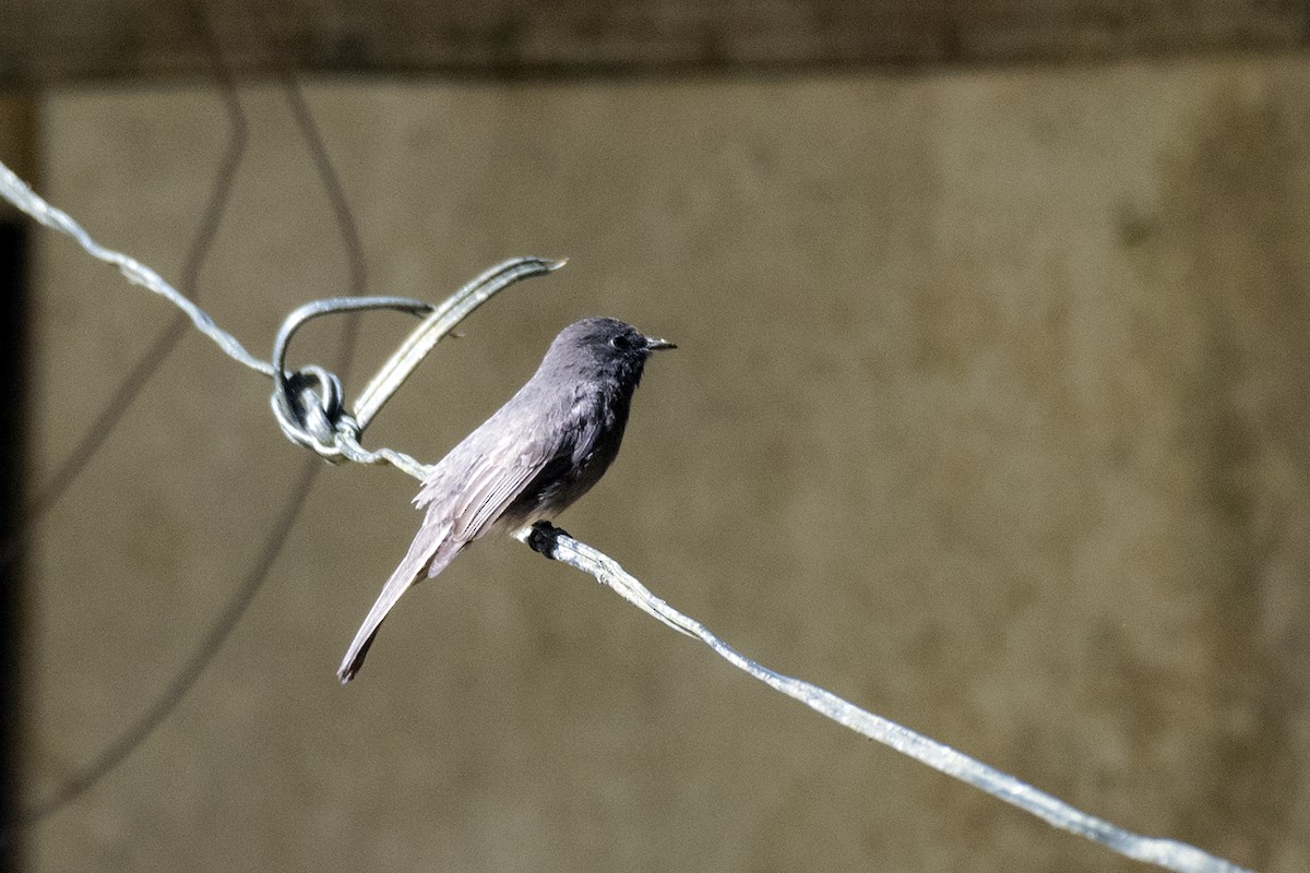 Black Phoebe - ML644425346