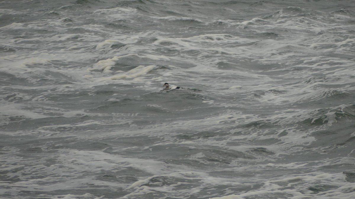 Common Eider - ML644425347