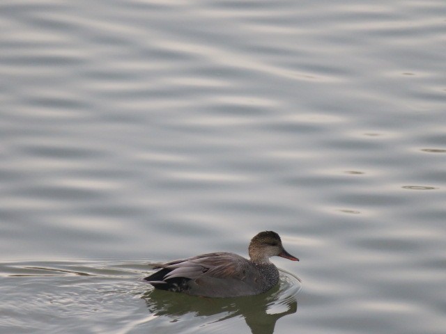 Нерозень - ML644425377