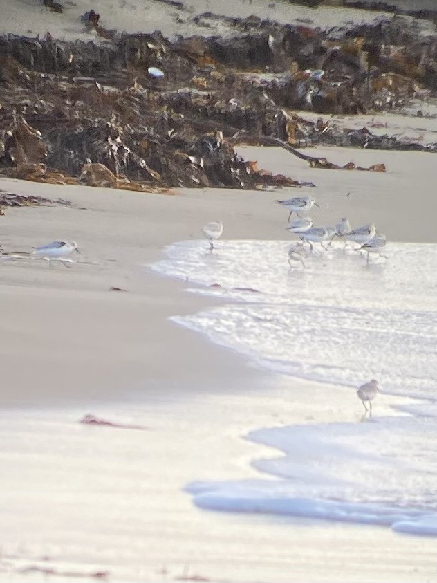 Sanderling - ML644425384