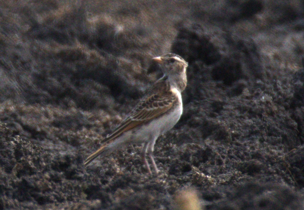 アフリカヒメコウテンシ - ML644425387