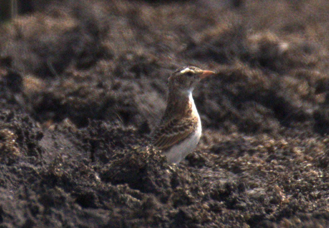 アフリカヒメコウテンシ - ML644425388