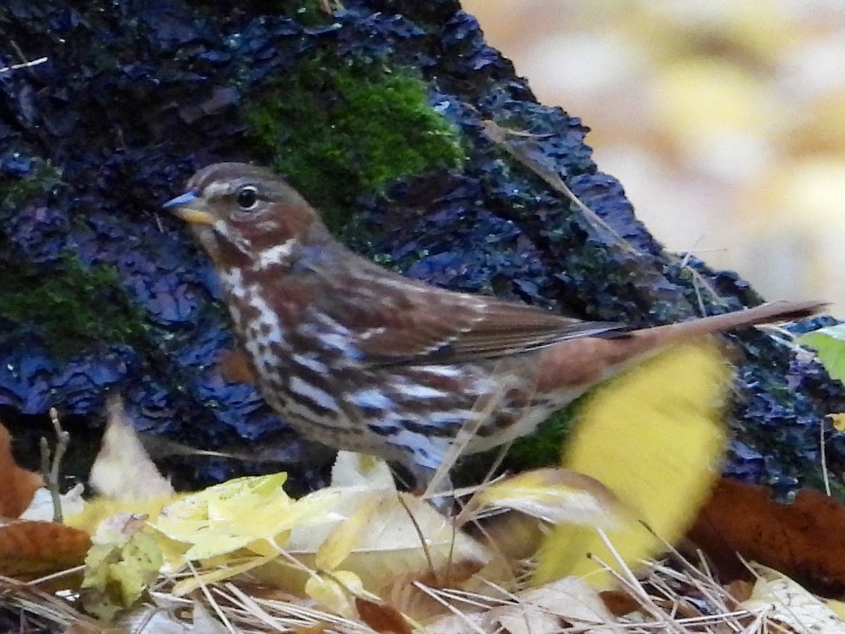 Fox Sparrow - ML644425397
