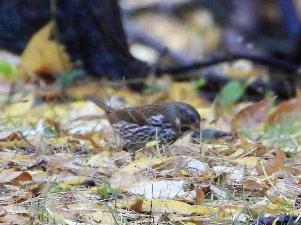 Fox Sparrow - ML644425399