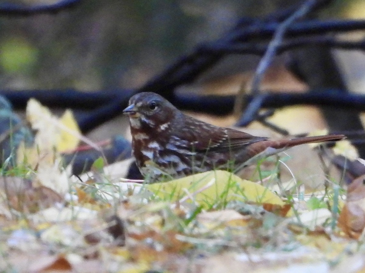 Fox Sparrow - ML644425400