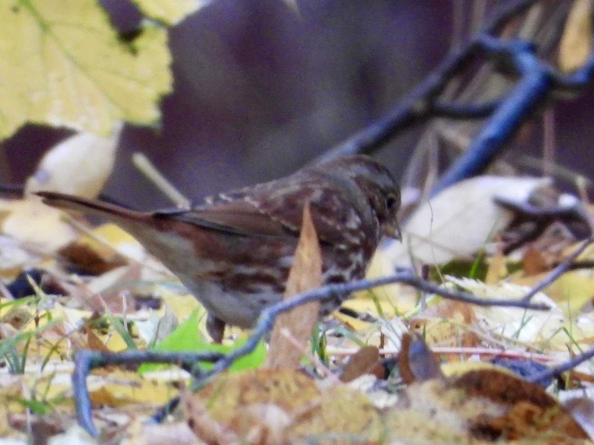 Fox Sparrow - ML644425401
