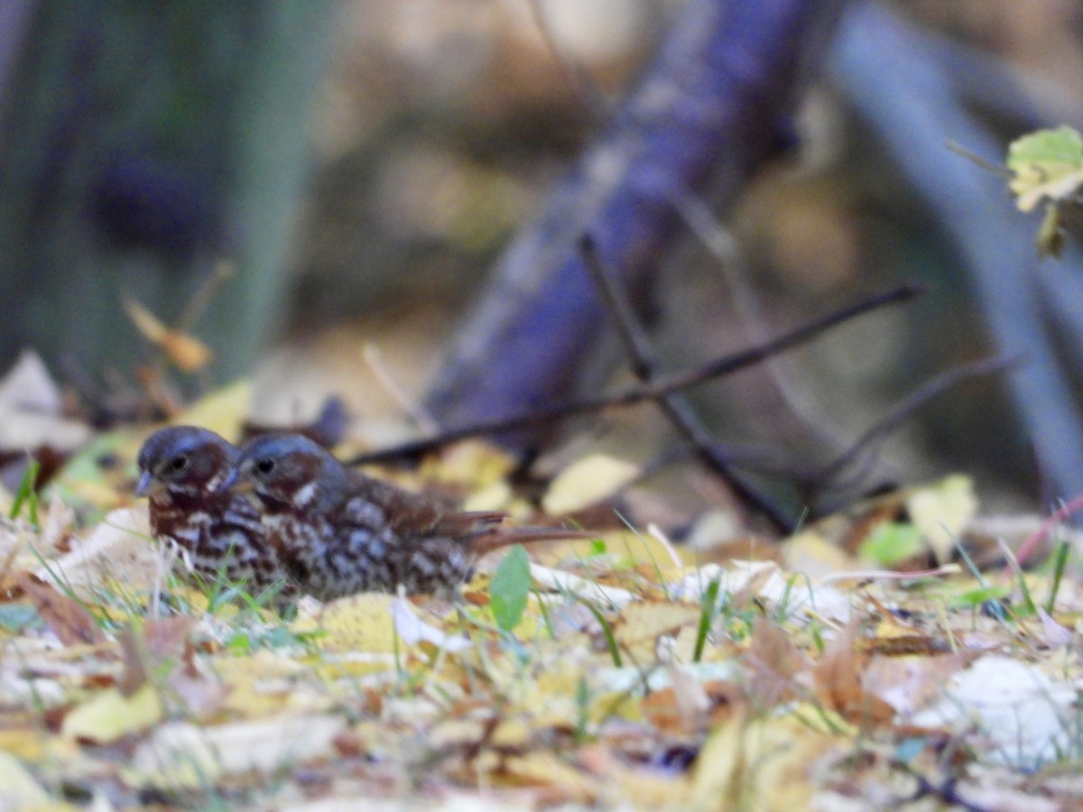 Fox Sparrow - ML644425402