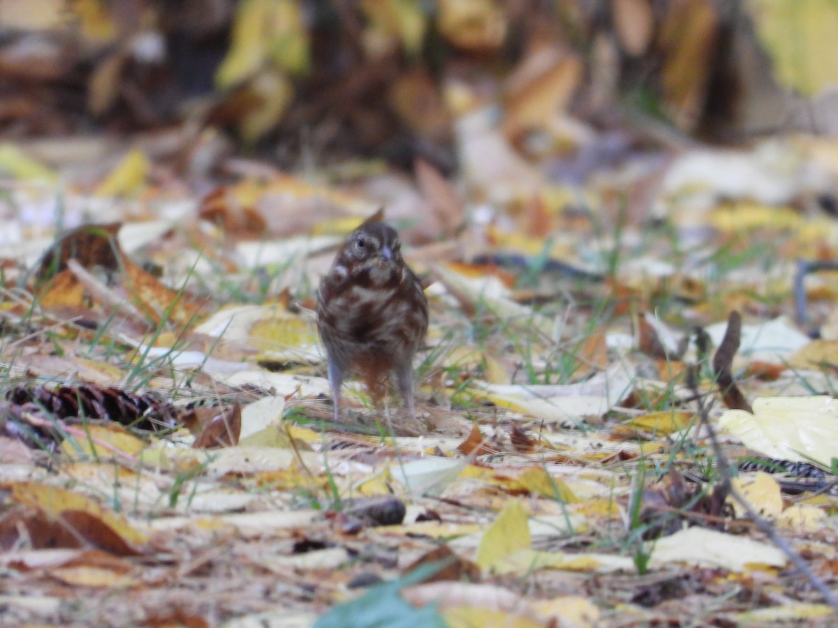 Fox Sparrow - ML644425403