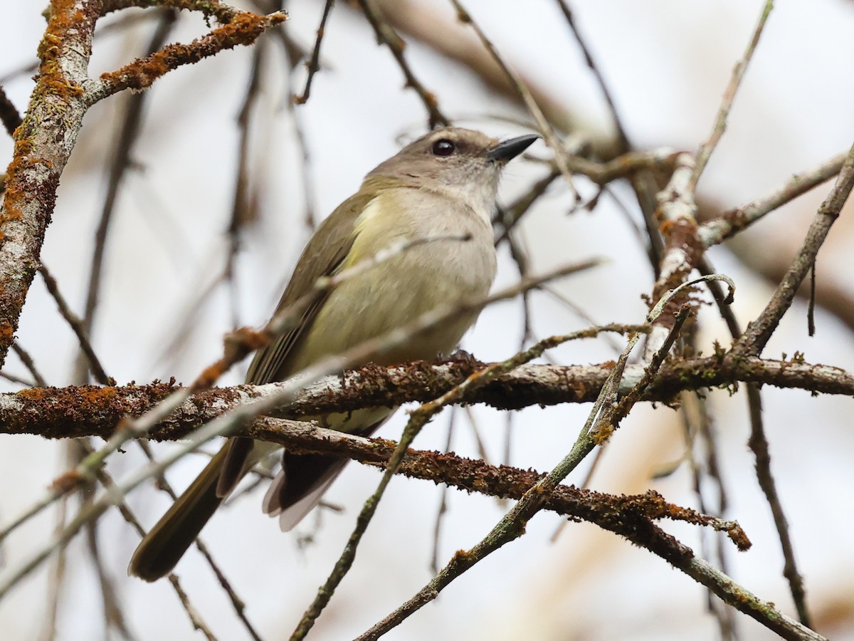 Gray Whistler - ML644425412