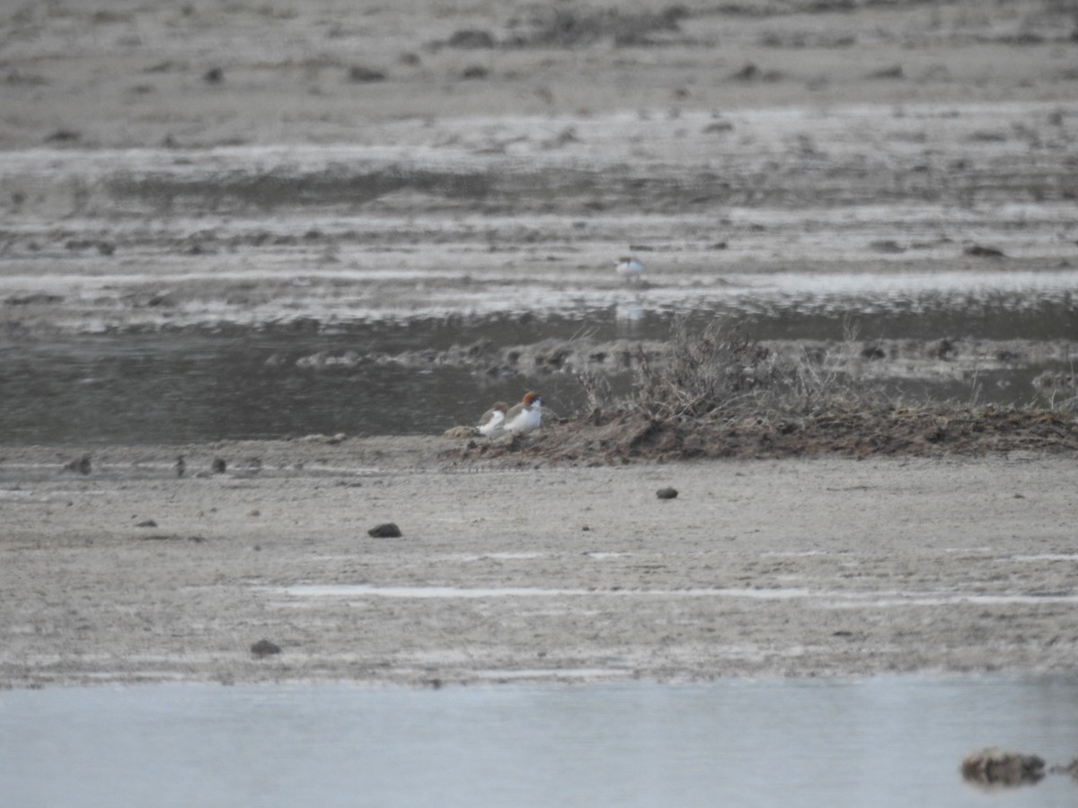 Red-capped Plover - ML644425416
