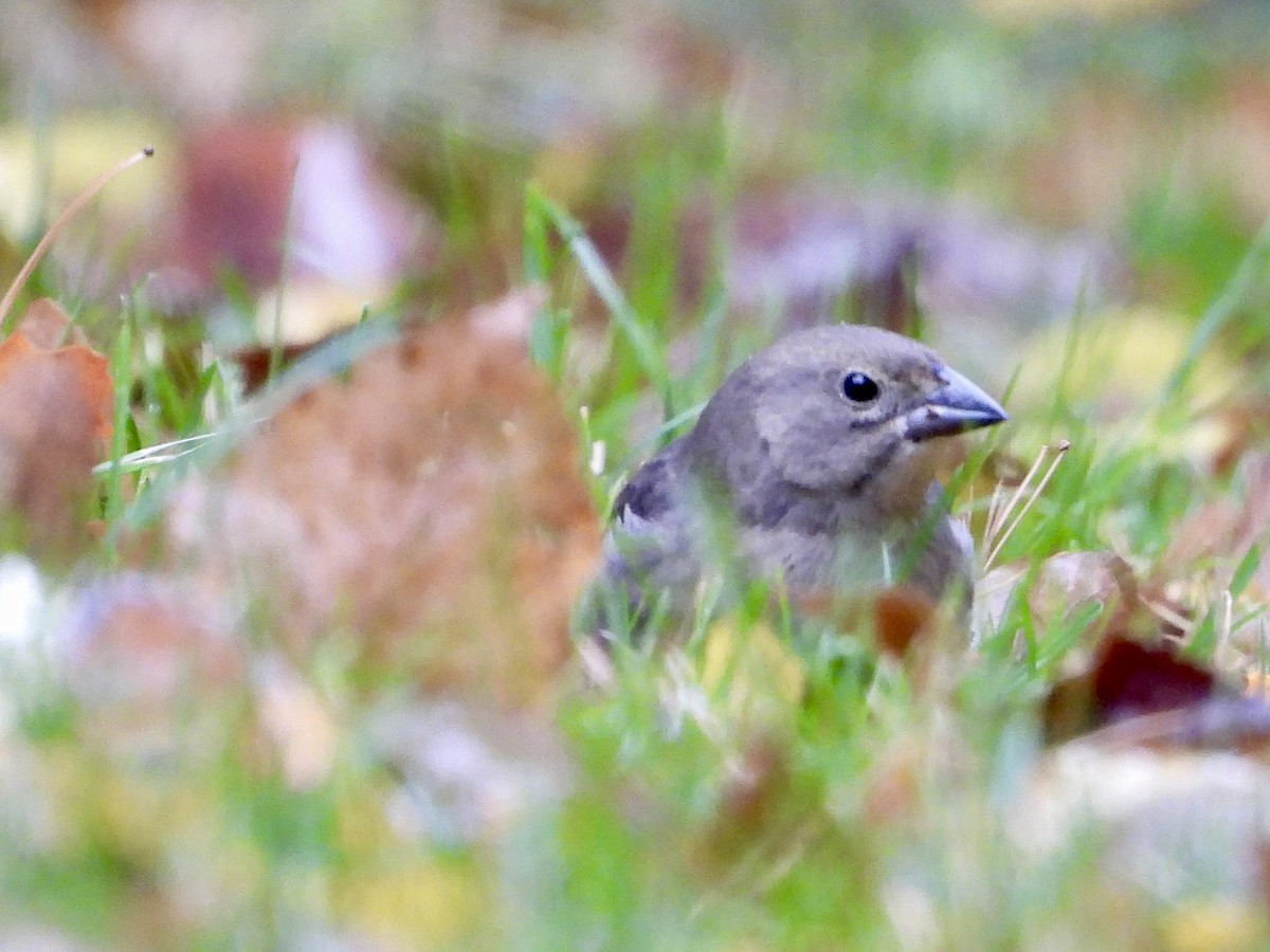 Brown-headed Cowbird - ML644425417