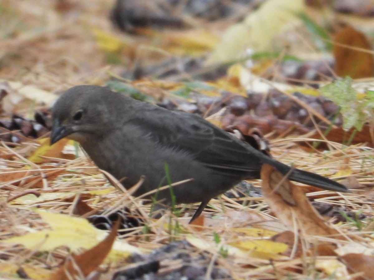 Brown-headed Cowbird - ML644425418