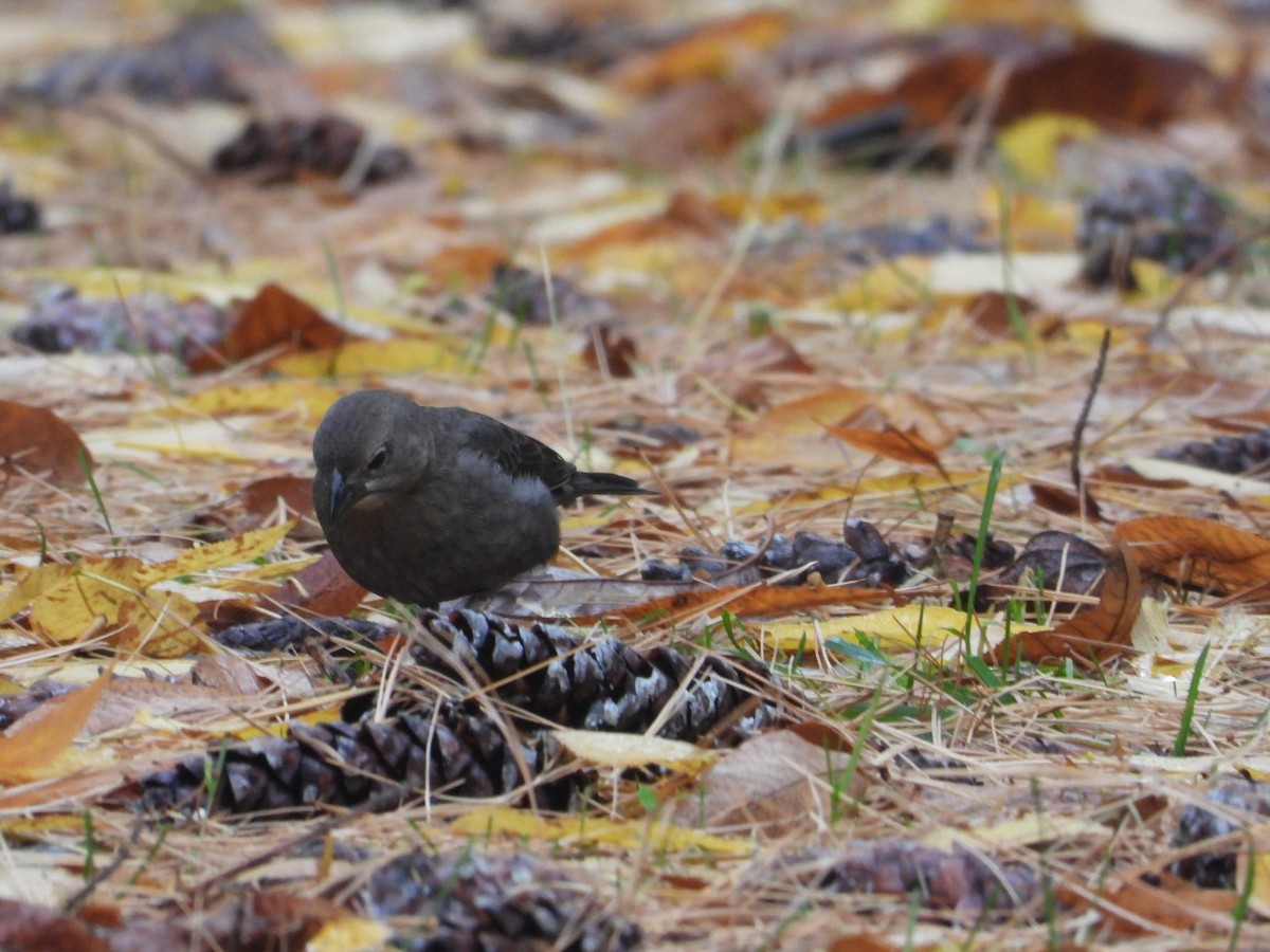 Brown-headed Cowbird - ML644425419