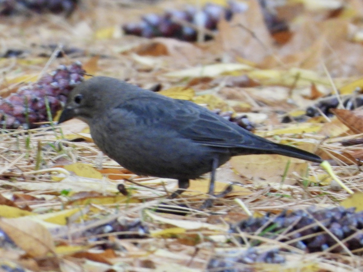 Brown-headed Cowbird - ML644425420