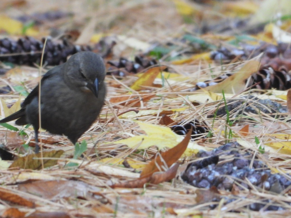 Brown-headed Cowbird - ML644425421