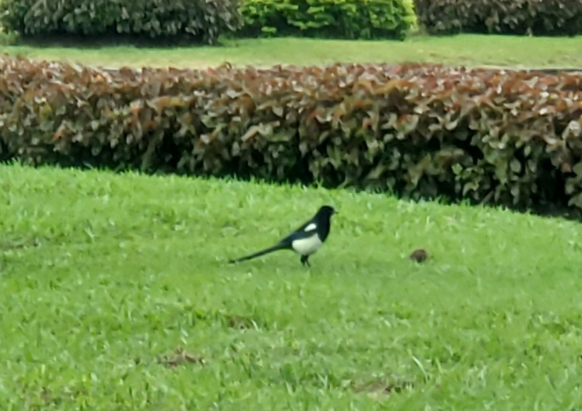 Oriental Magpie - ML644425430