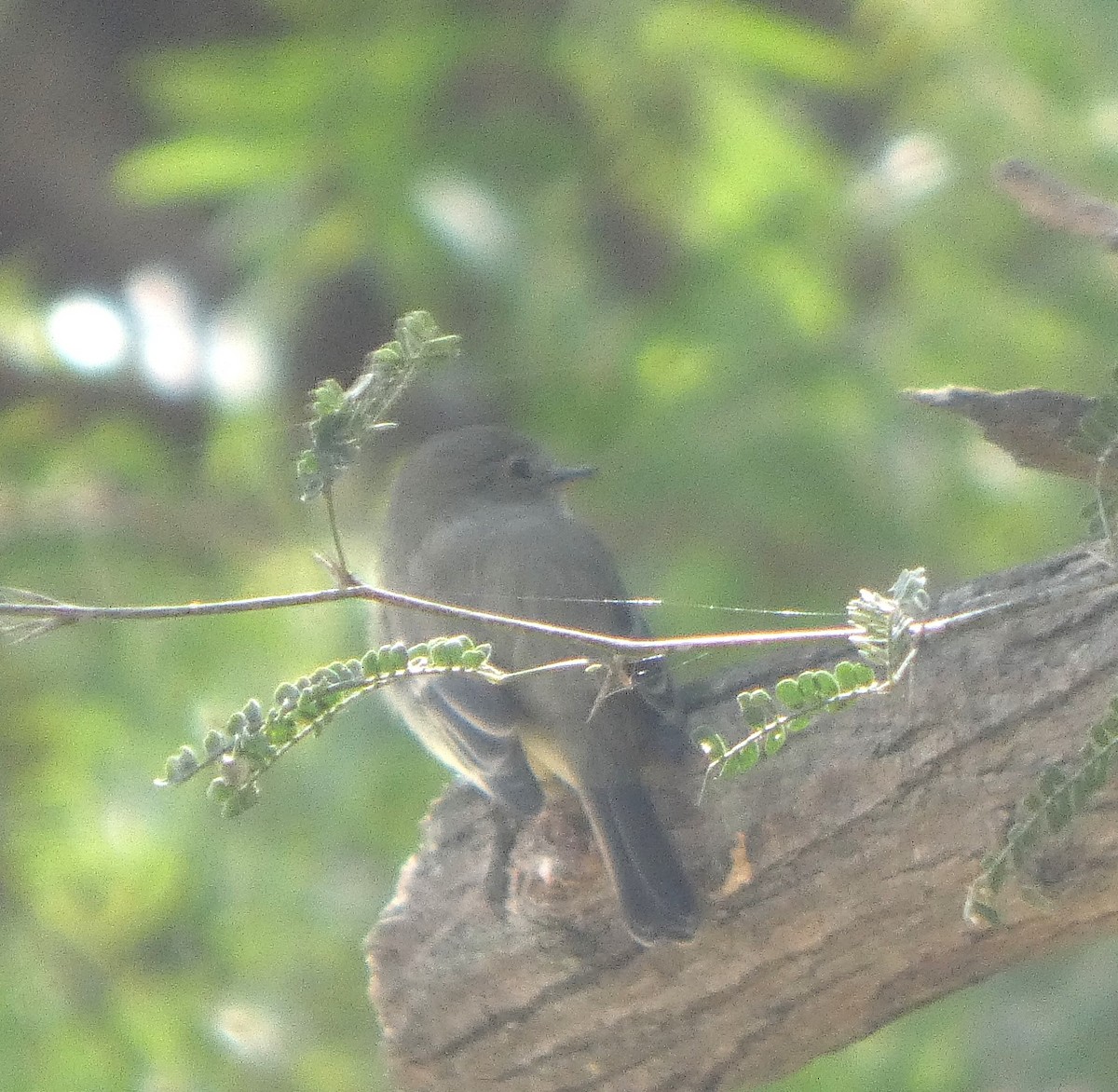 Gray Flycatcher - ML644425441