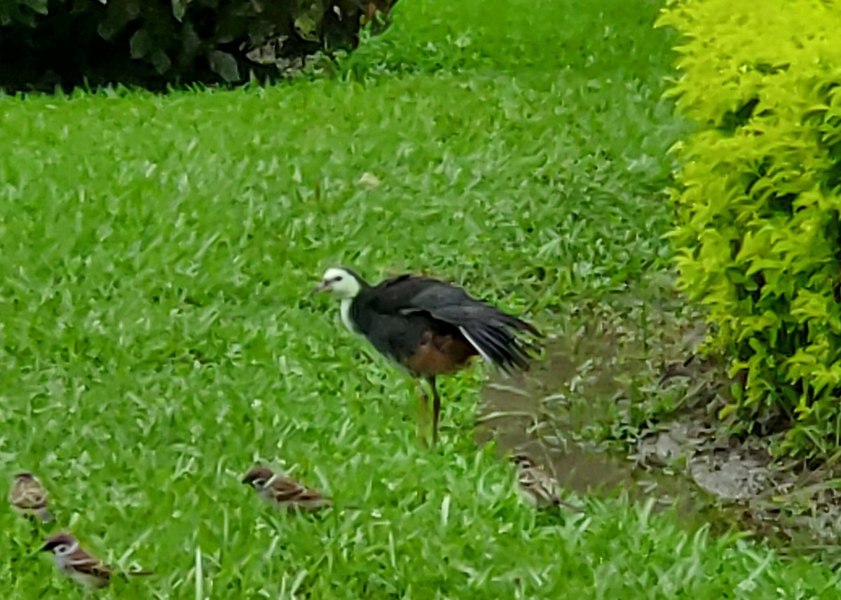White-breasted Waterhen - ML644425459