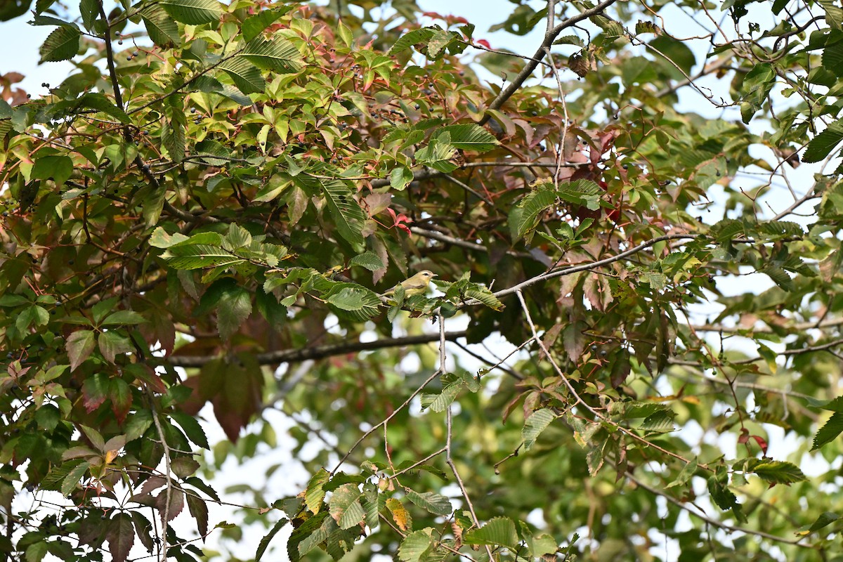 Bireo filadelfiarra - ML644425470