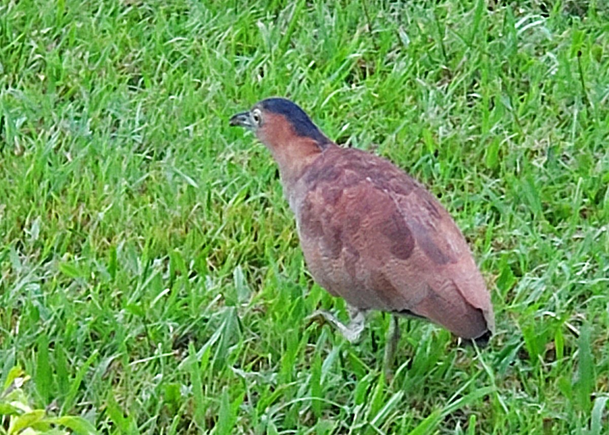 Malayan Night Heron - ML644425493
