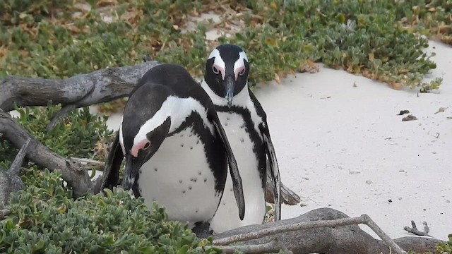 African Penguin - ML644425494