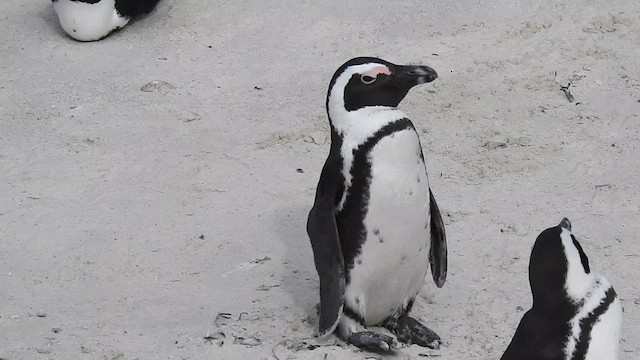 African Penguin - ML644425497
