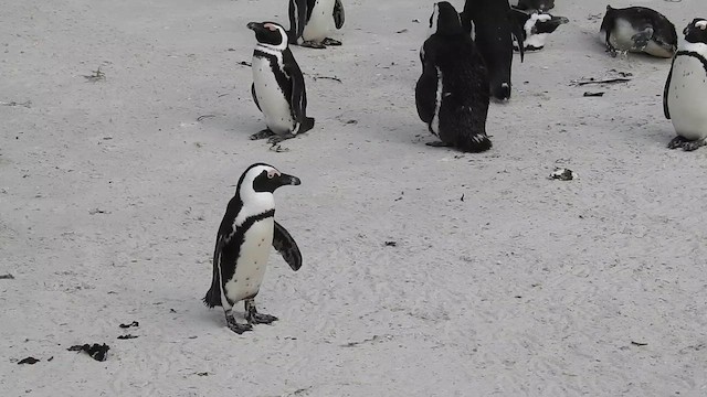 African Penguin - ML644425498