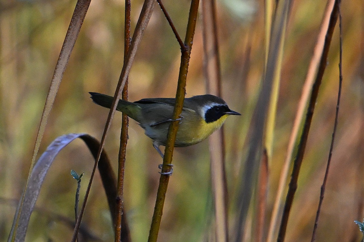 Common Yellowthroat - ML644425502