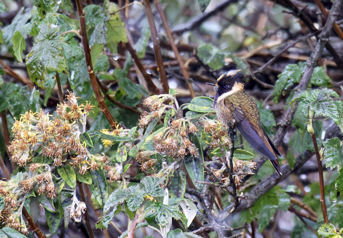 Buffy Helmetcrest - ML644425503