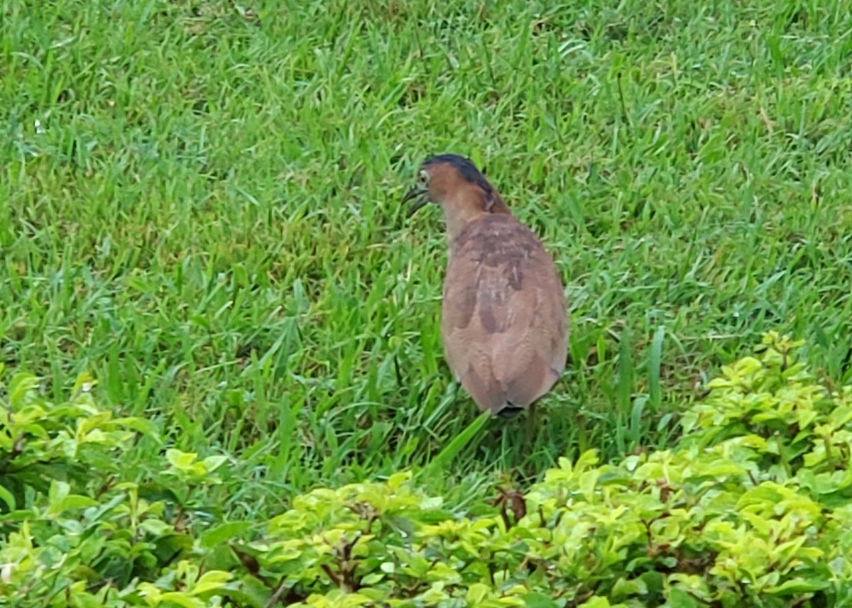 Malayan Night Heron - ML644425510