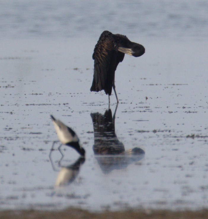 Matxardamoko beltza - ML644425527