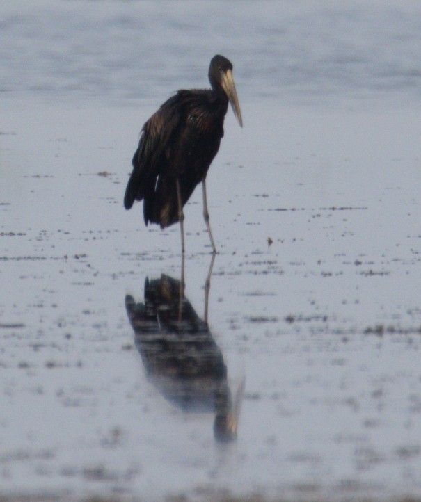 Matxardamoko beltza - ML644425528