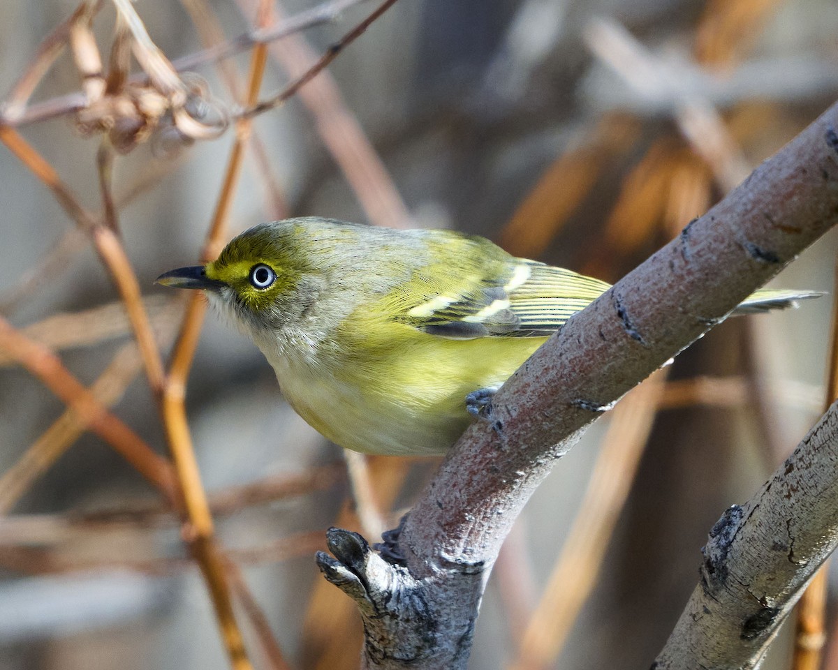 Віреон білоокий - ML644425529