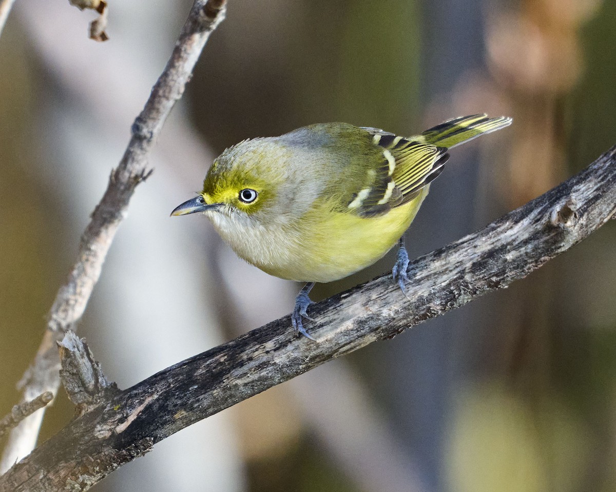 Віреон білоокий - ML644425530