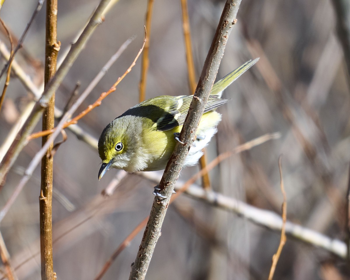 Віреон білоокий - ML644425531
