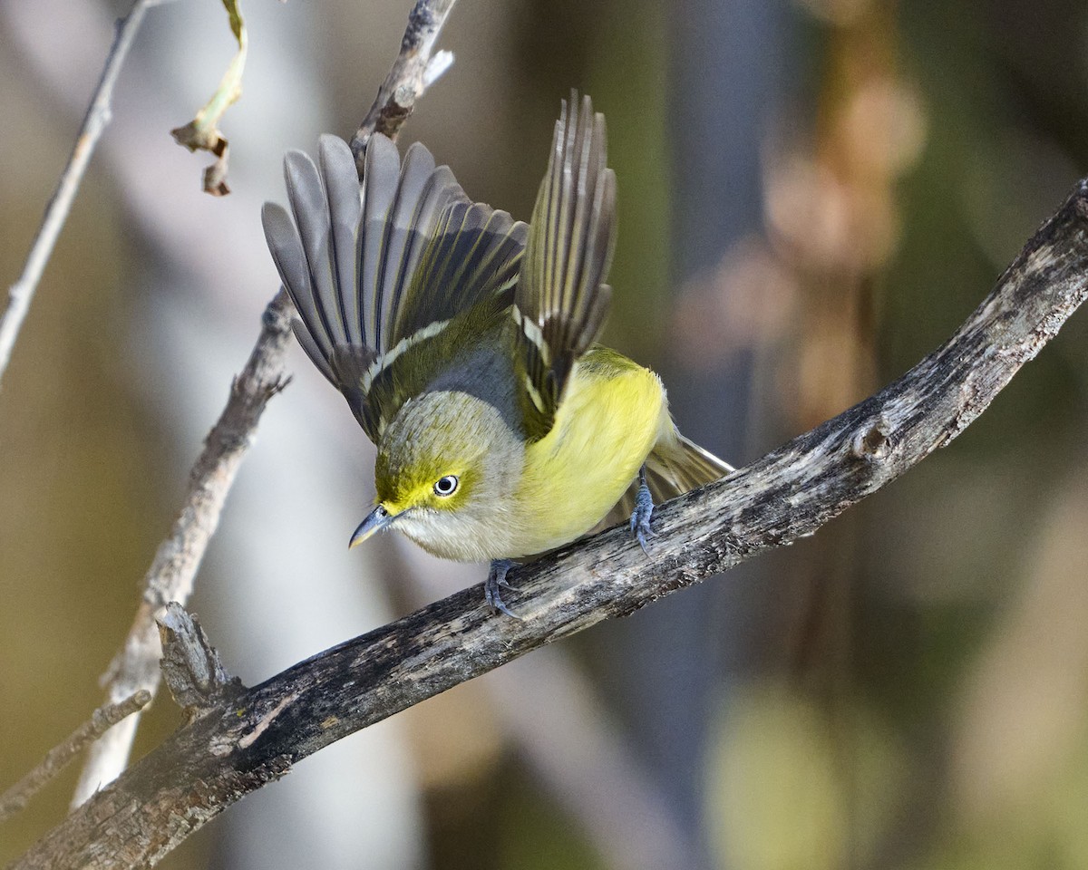 Віреон білоокий - ML644425532