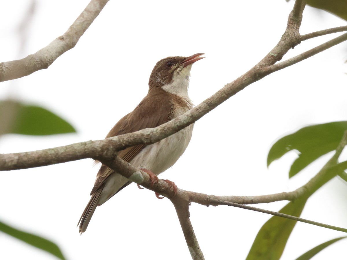 Sumpfhonigfresser - ML644425536