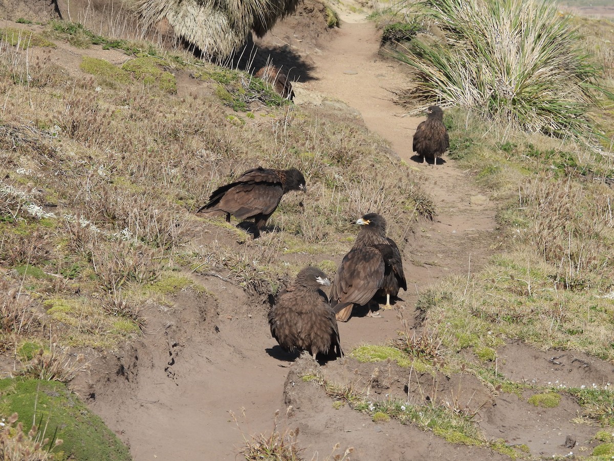 Caracara Austral - ML644425537