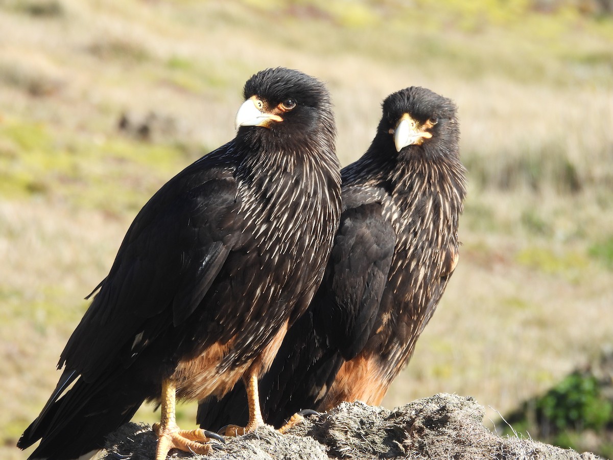 Caracara Austral - ML644425538
