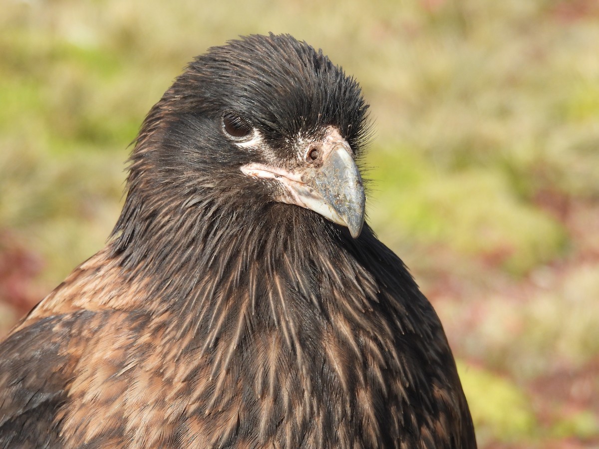 Caracara Austral - ML644425539